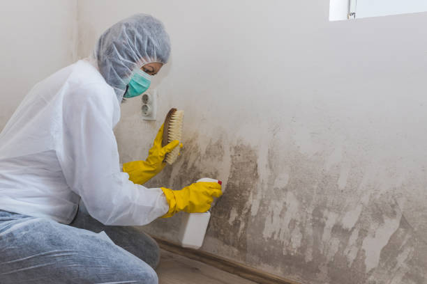 Best Toxic Mold Removal  in Wren, AR