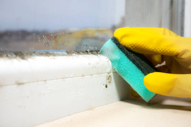 Attic Mold Removal in Warren, AR