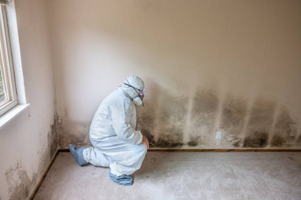 Best Local Mold Removal Service  in Wren, AR