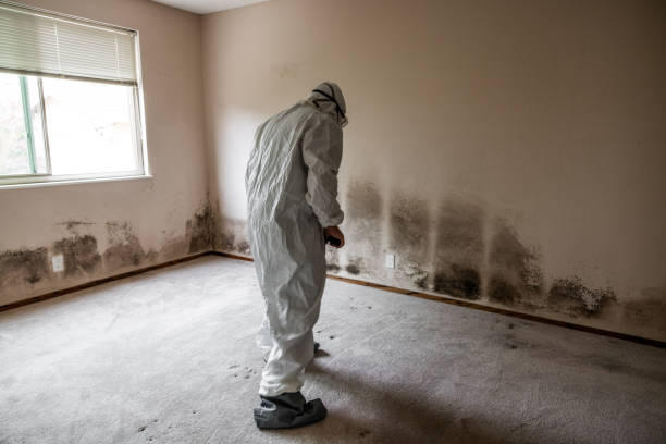 Best Fast Mold Removal  in Wren, AR