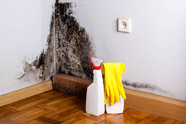 Best Mold Damage Repair  in Wren, AR