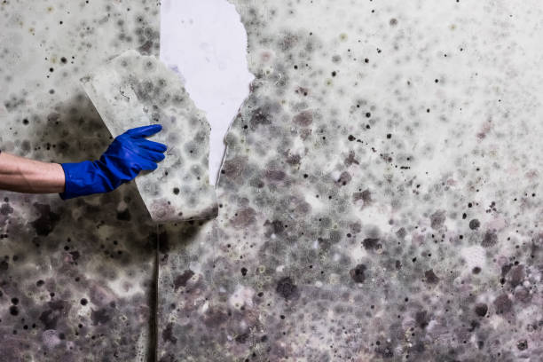 Best Mold Removal Company Near Me  in Wren, AR