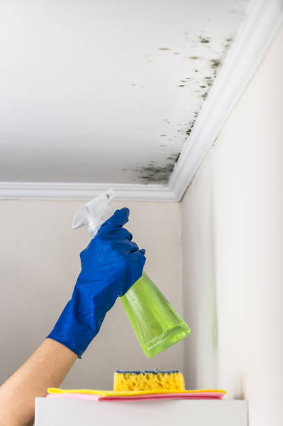 Best Home Mold Removal  in Wren, AR