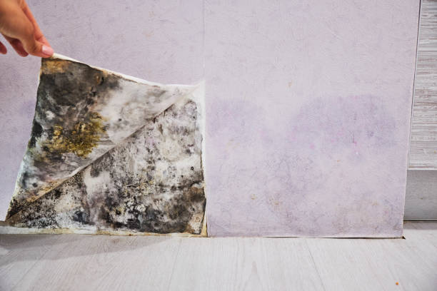 Best Mold Removal Company Near Me  in Wren, AR